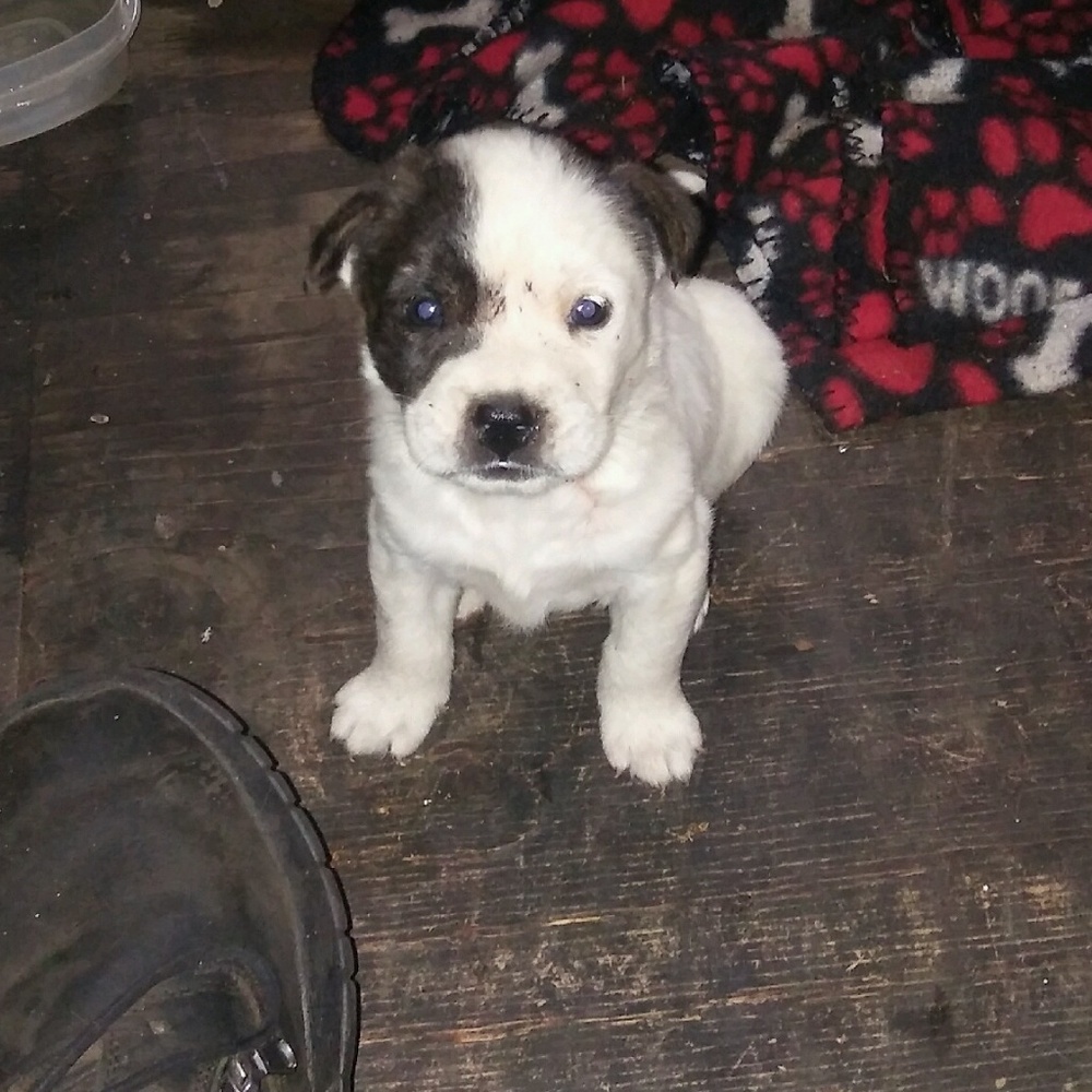 Bitpull/lab mixed - Picture 2 of 2